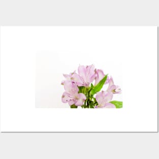 Peruvian lily flowers Posters and Art